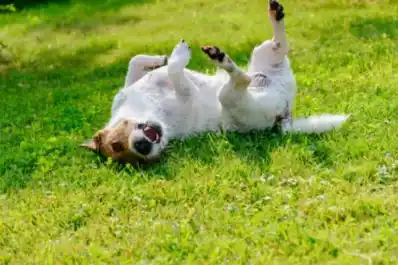 ¿Qué significa realmente que tu perro mueva la pata mientras le acaricias la panza? la respuesta de la ciencia