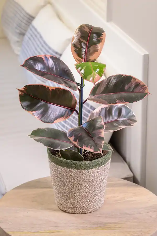 Cinco plantas de interior que purifican el aire de tu casa