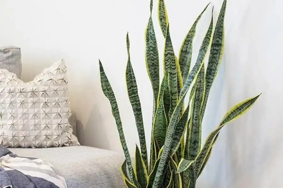 Cinco plantas de interior que purifican el aire de tu casa