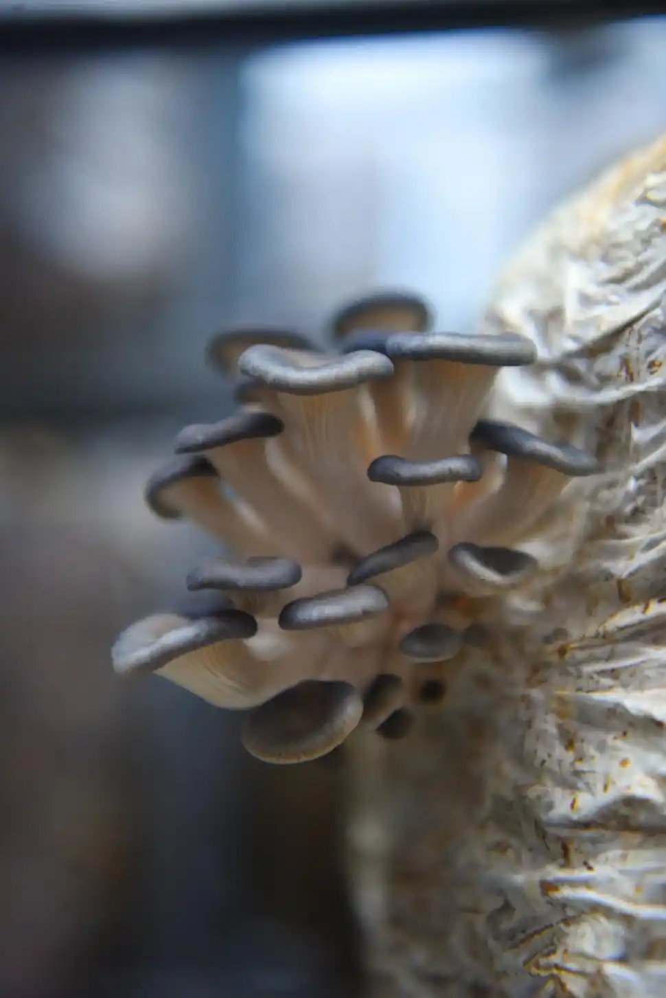 CRECIMIENTO. Las girgolas son una de las variedades más producidas.