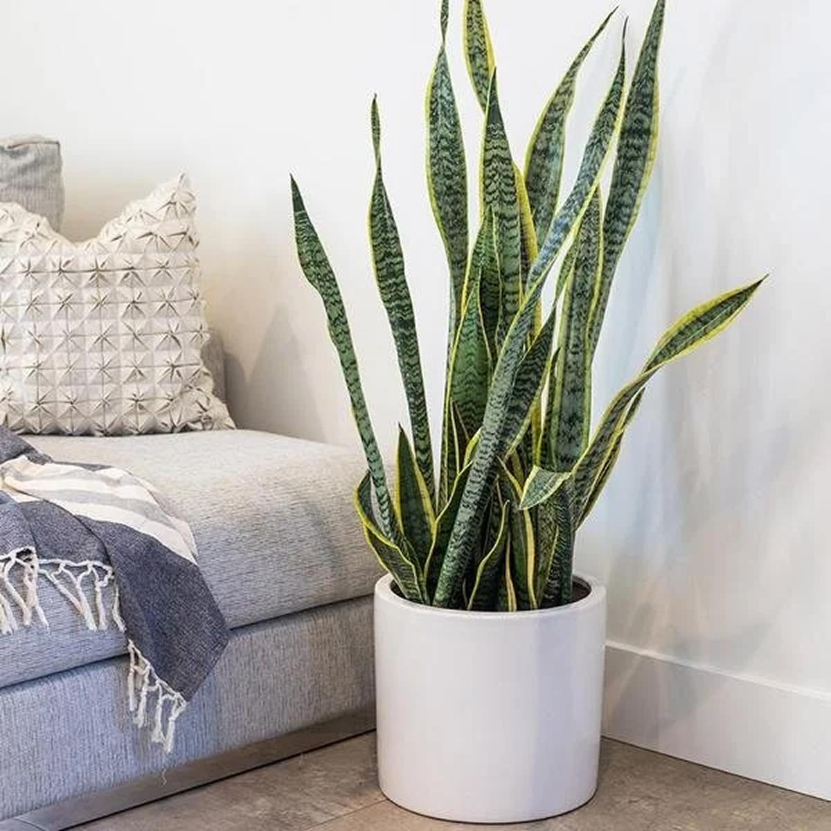 Cinco plantas de interior que purifican el aire de tu casa