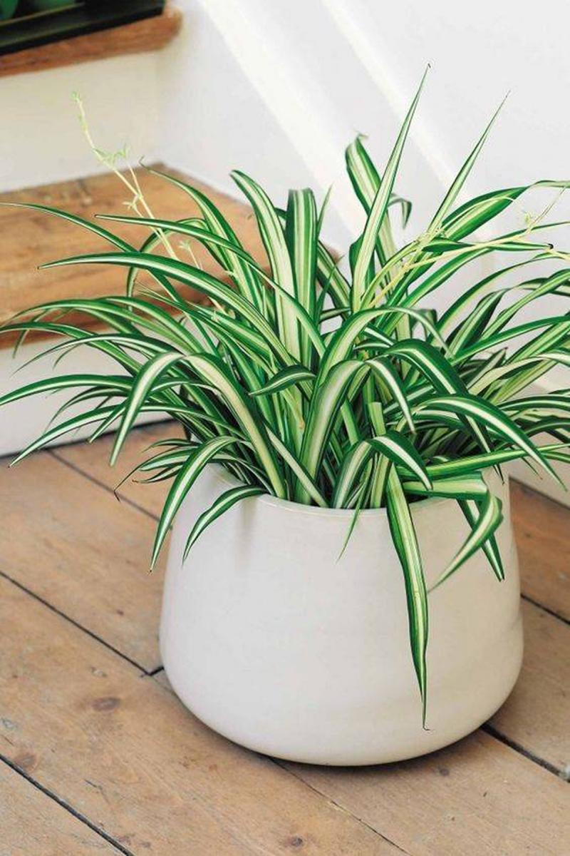 Cinco plantas de interior que purifican el aire de tu casa