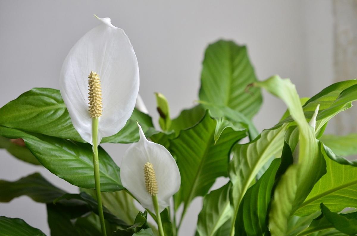 Cinco plantas de interior que purifican el aire de tu casa