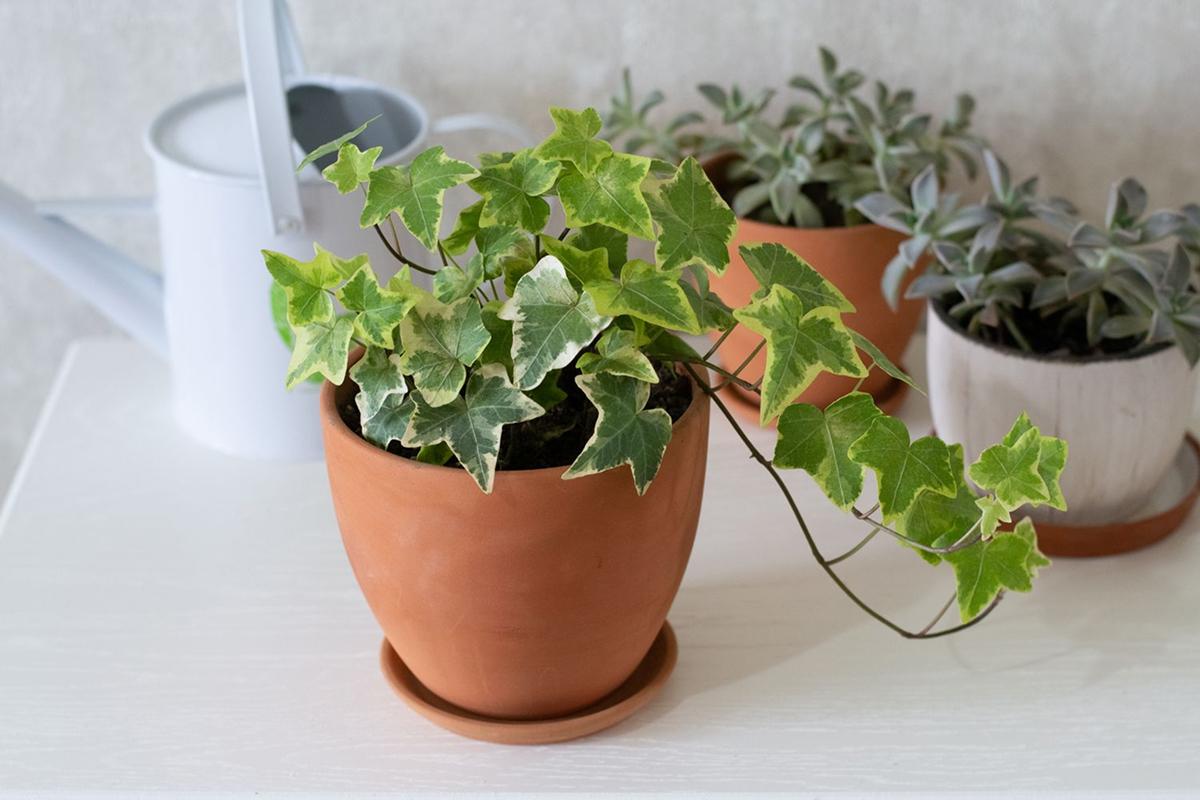 Cinco plantas de interior que purifican el aire de tu casa