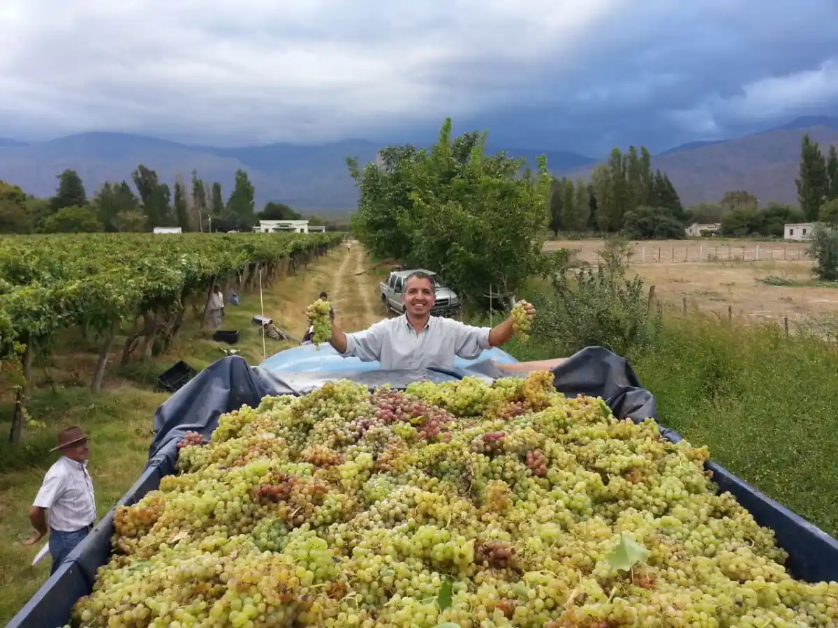 EN LOS VIÑEDOS. Baltazar Chico Zossi mostrando las uvas, mientras su padre, Francisco, observa desde abajo. 