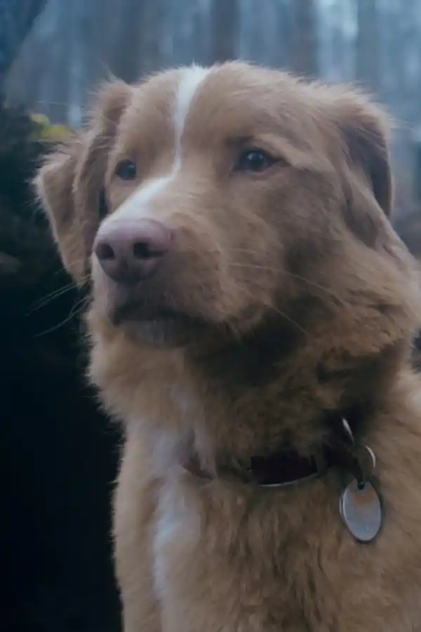 PROTECTOR Y FIEL. El perro Indy protagoniza “Good boy”, filme de terror sobrenatural.