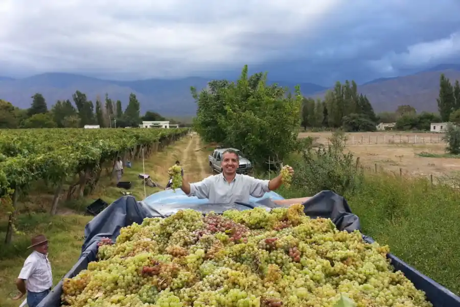 EN LOS VIÑEDOS. Baltazar Chico Zossi mostrando las uvas, mientras su padre, Francisco, observa desde abajo. 