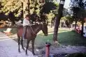 Recuerdos fotográficos: insólitas apariciones de caballos por la plaza Independencia