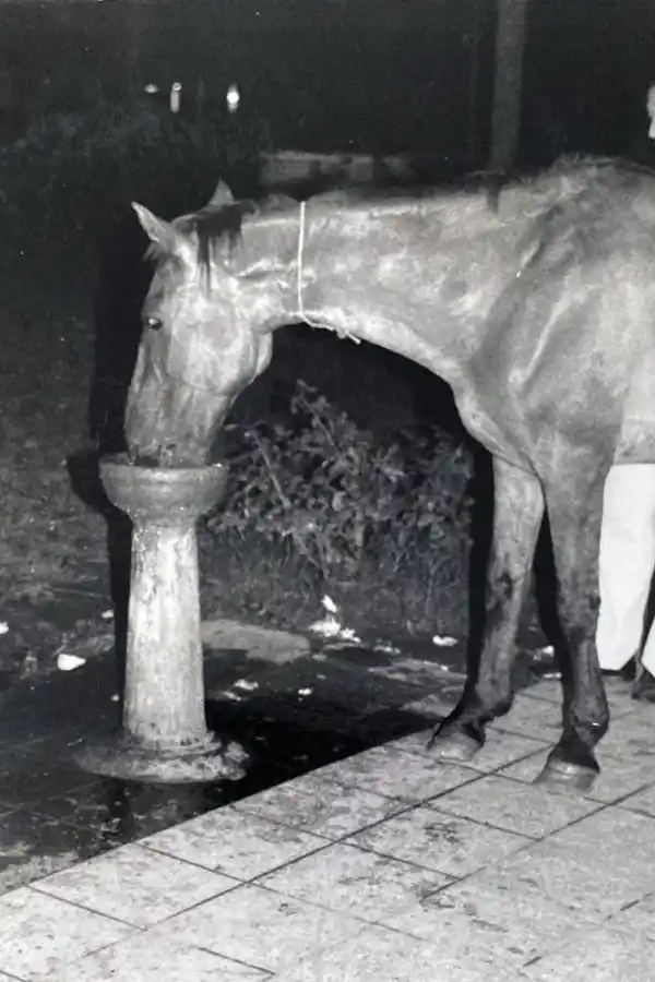 Recuerdos fotográficos: insólitas apariciones de caballos por la plaza Independencia