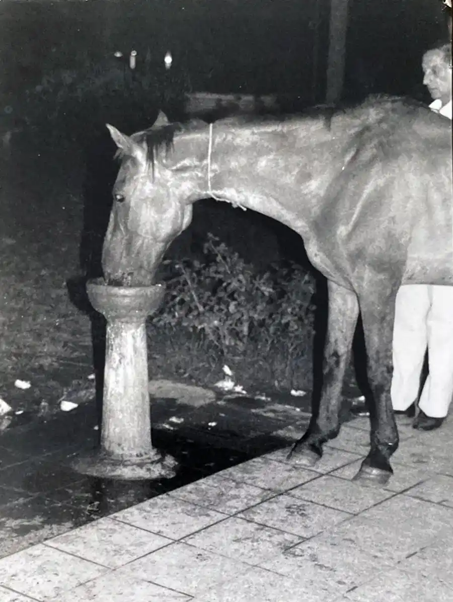 Recuerdos fotográficos: insólitas apariciones de caballos por la plaza Independencia