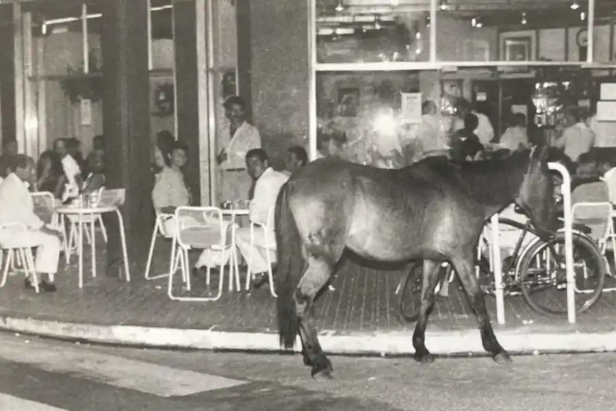 Recuerdos fotográficos: insólitas apariciones de caballos por la plaza Independencia