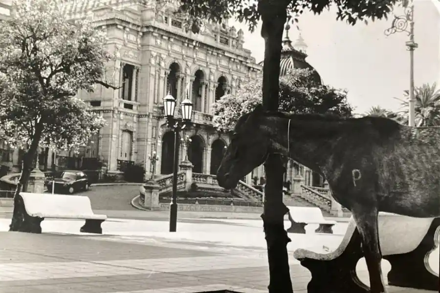 Recuerdos fotográficos: insólitas apariciones de caballos por la plaza Independencia
