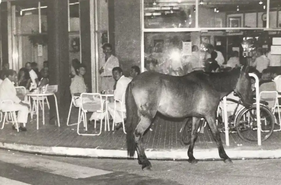 Recuerdos fotográficos: insólitas apariciones de caballos por la plaza Independencia