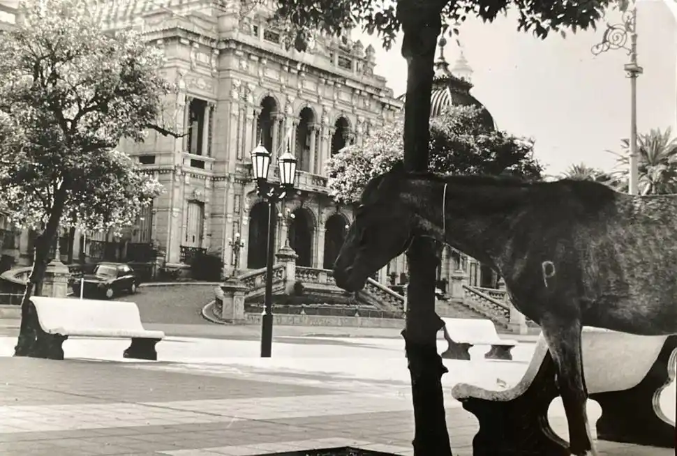 Recuerdos fotográficos: insólitas apariciones de caballos por la plaza Independencia