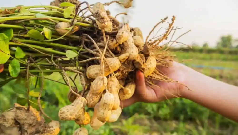 Líder mundial: de enero a agosto, el complejo del maní exportó casi 540.000 toneladas