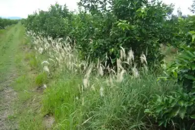 El desafío del control de malezas en quintas de citrus del NOA