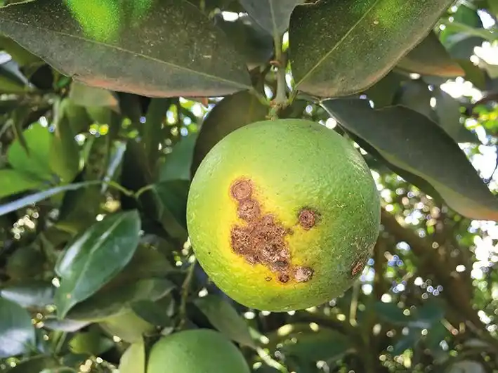 Cítricos: informe sobre el manejo sanitario en la actual campaña