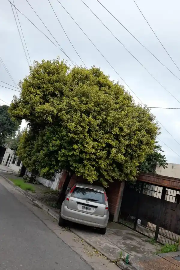 El árbol obstruye la luz y cubre el auto en la vereda.