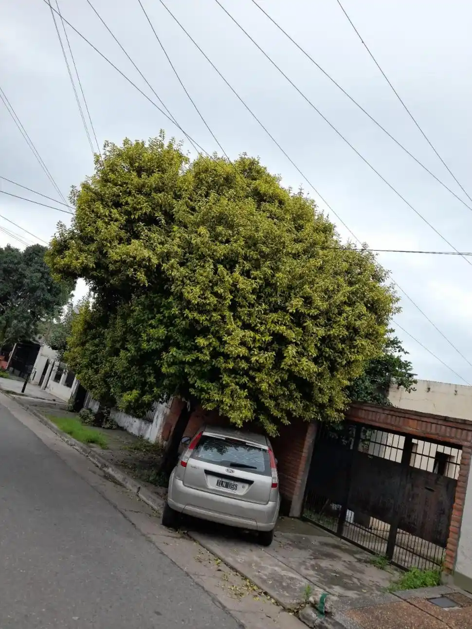 El árbol obstruye la luz y cubre el auto en la vereda.