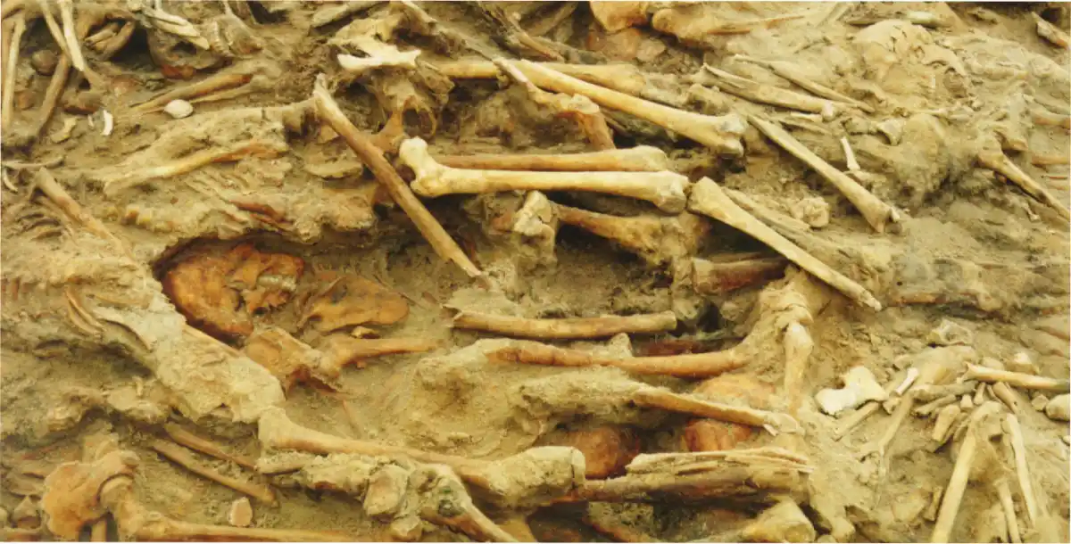 La razón que diezmó el ejército de Napoleón Bonaparte.