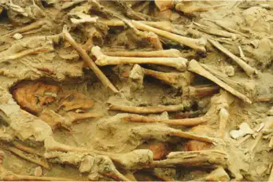 Giro en los libros de historia: un examen de ADN reveló la verdadera causa de la masiva muerte del ejército de Napoleón