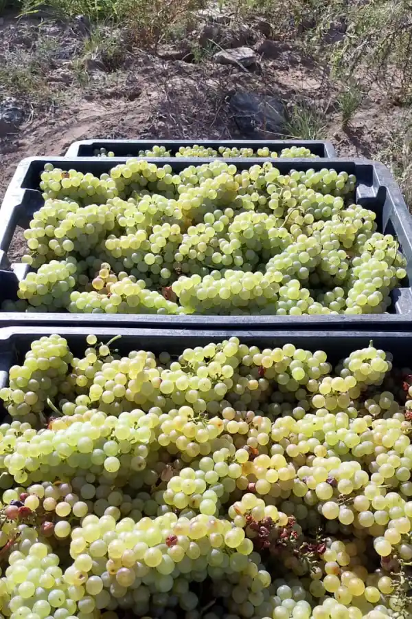 La historia del primer viognier tucumano que se impone en la tierra del torrontés