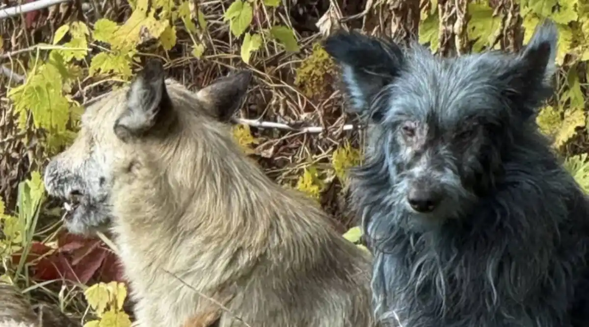 Perros azules Chernóbil. (Imagen: Clean Futures Fund)