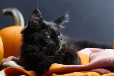 Corrientes: suspenden adopciones de gatos negros por Halloween