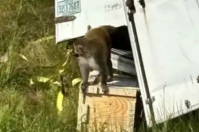 Misisipi: volcó un camión cargado de monos y la Policía les disparó por temor a que tuvieran enfermedades infecciosas
