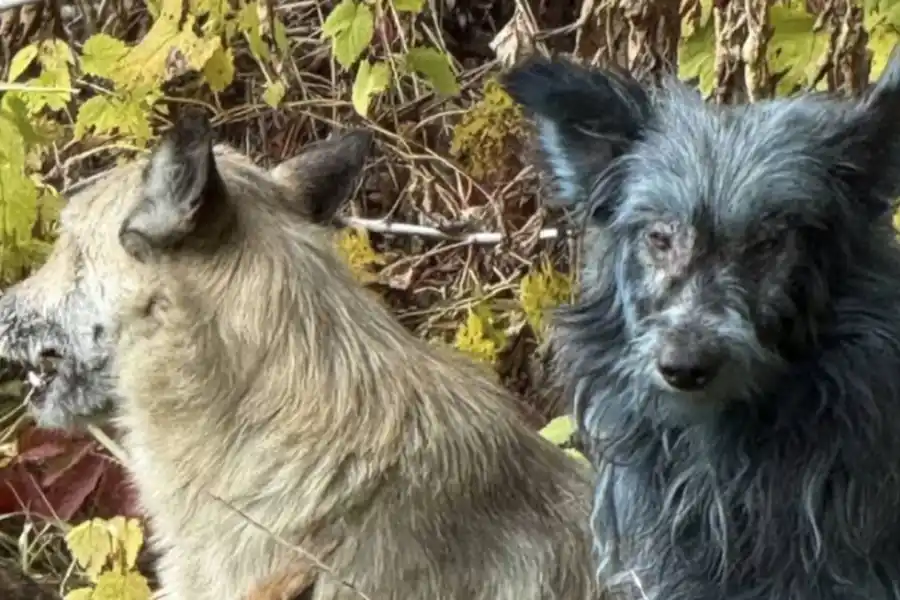 Perros azules Chernóbil. (Imagen: Clean Futures Fund)