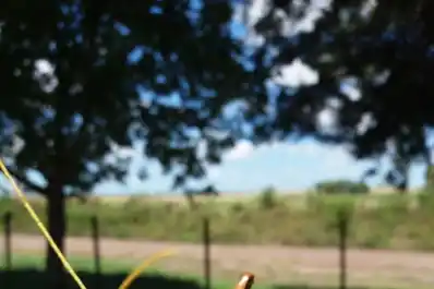 Senasa: capacitaciones y alertas por riesgo de langostas en el país