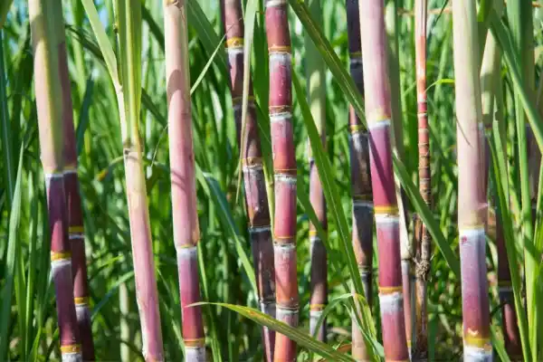 El rol de los ingenios azucareros en la cogeneración de energía eléctrica