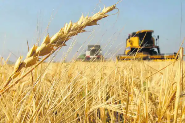 Sector cerealero: arrancó la nueva campaña de comercialización de trigo 2025-2026