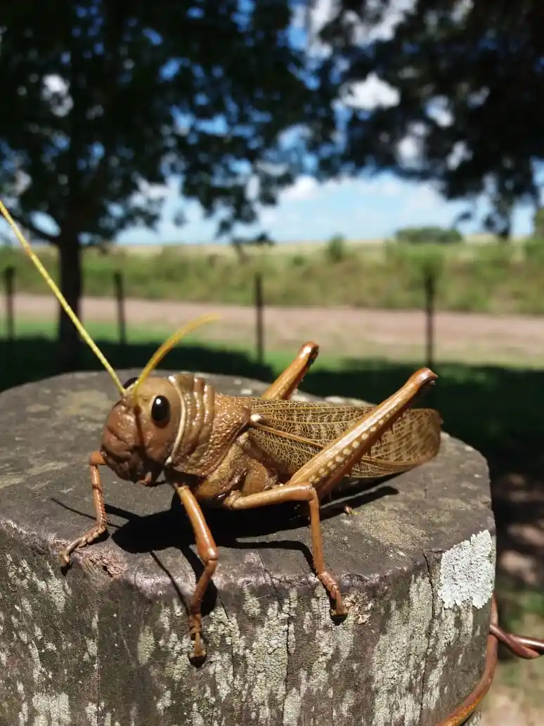 Senasa: capacitaciones y alertas por riesgo de langostas en el país