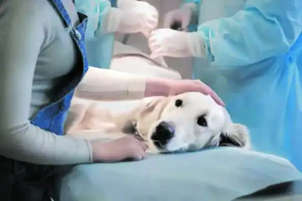 Salud de perros y gatos: 20 preguntas y respuestas sobre mascotas y castración