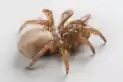 Una nueva especie de araña genera intriga entre científicos y turistas en California