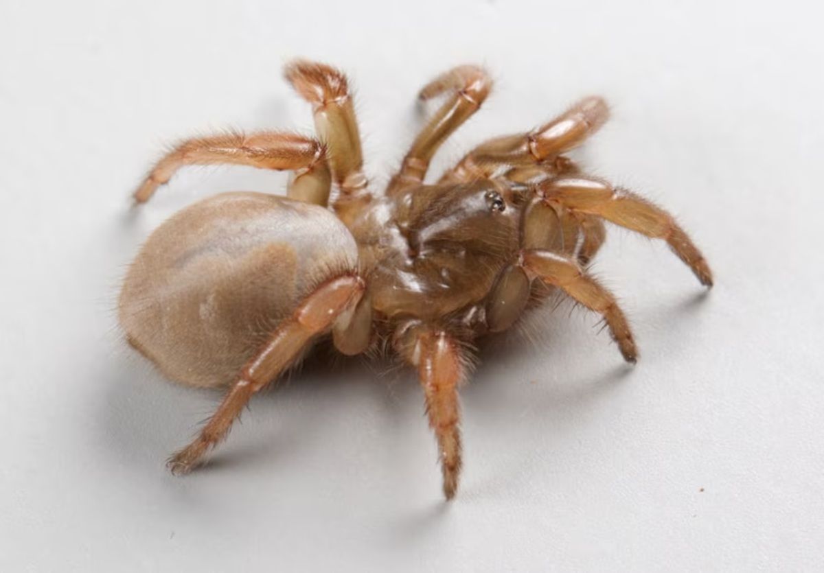 Una nueva especie de araña genera intriga entre científicos y turistas en California