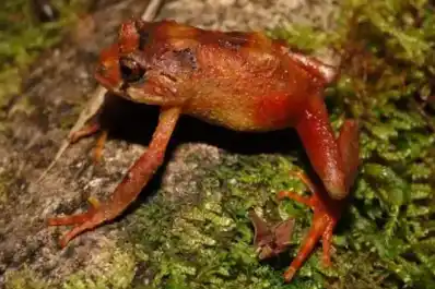 Perú: descubren dos nuevas especies de ranas andinas en los “bosques enanos” del Parque Nacional Yanachaga-Chemillén