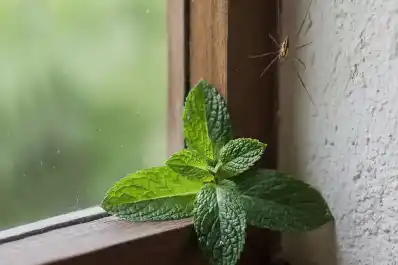 ¿Qué bichos podes ahuyentar si pones menta en las ventanas de tu casa?