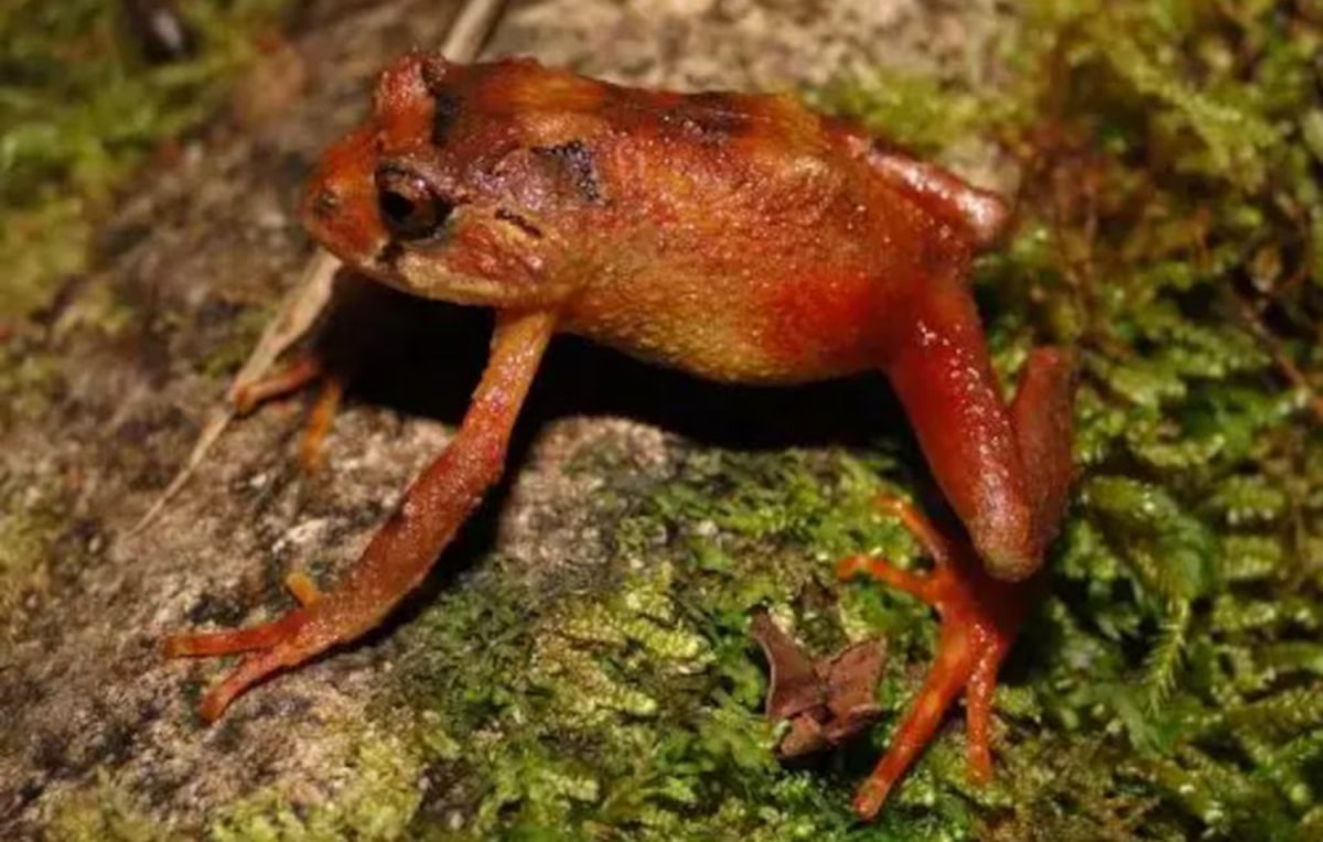Perú: descubren dos nuevas especies de ranas andinas en los “bosques enanos” del Parque Nacional Yanachaga-Chemillén