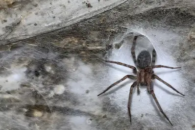 Descubren en Grecia la telaraña más grande del mundo: un hallazgo científico sin precedentes
