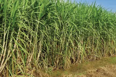 Tucumán logra un récord histórico de molienda de caña en la zafra 2025