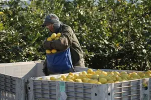 El sector citrícola muestra recuperación, pero aún lejos de los niveles históricos