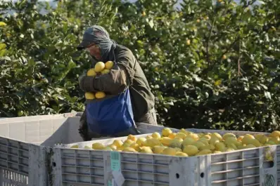 El sector citrícola muestra recuperación, pero aún lejos de los niveles históricos