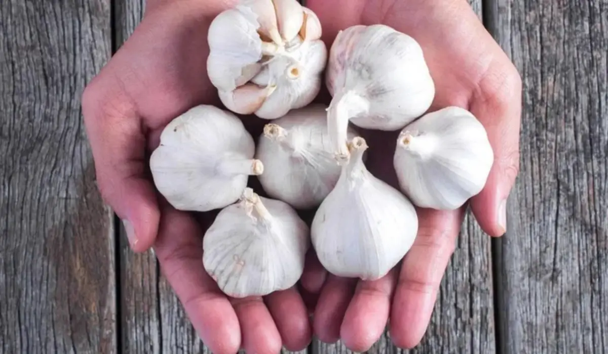 Esto le pasa a tu cuerpo si comés ajo todos los días: los beneficios y riesgos que tenés que conocer