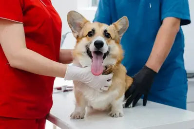 Dónde sacar turnos para castrar perros y gatos de forma gratuita