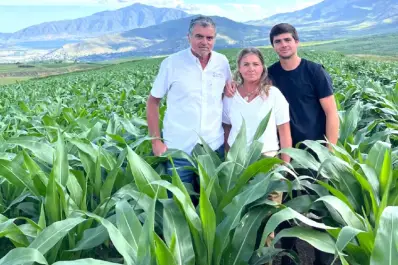 Robots, vacas e inteligencia artificial: así funciona el tambo más alto del mundo, en Tafí del Valle