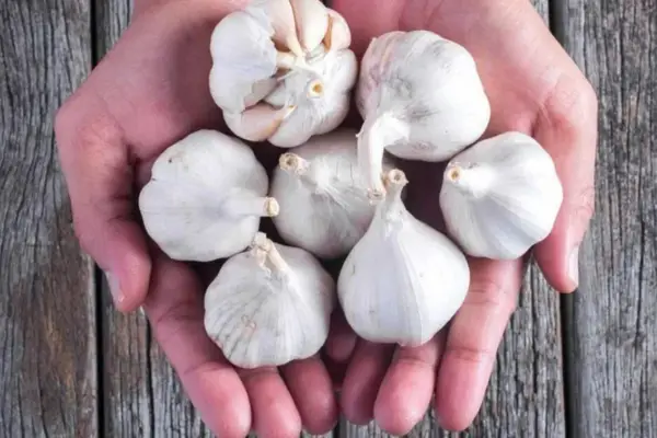 Esto le pasa a tu cuerpo si comés ajo todos los días: los beneficios y riesgos que tenés que conocer