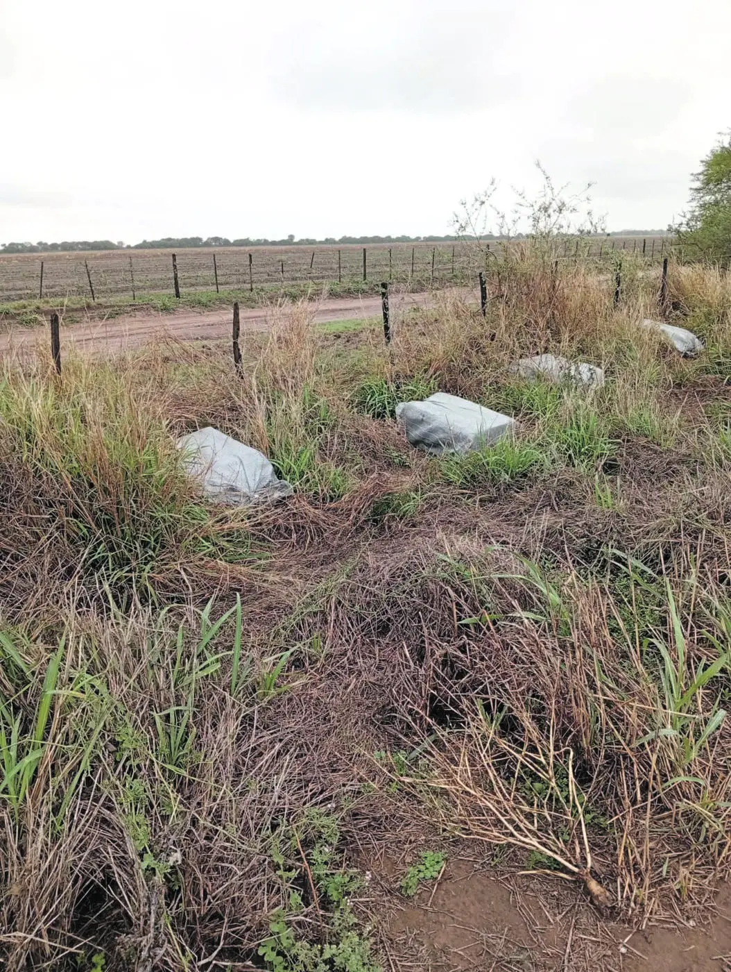 UN DATO. La droga era transportada en bolsas arpilleras.