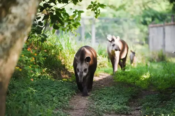 Se enciende Festapir 2025, la celebración de la fauna icónica de Las Yungas, en El Cadillal